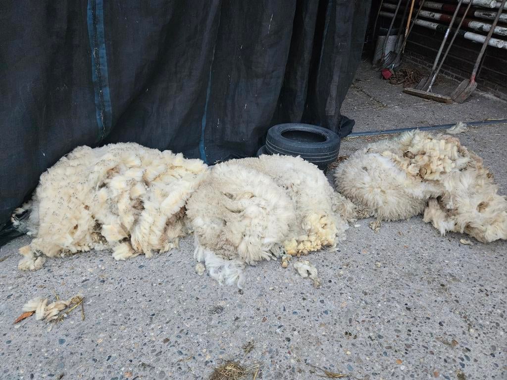 Schapenwol, Dieren en Toebehoren, Mannelijk, Schaap