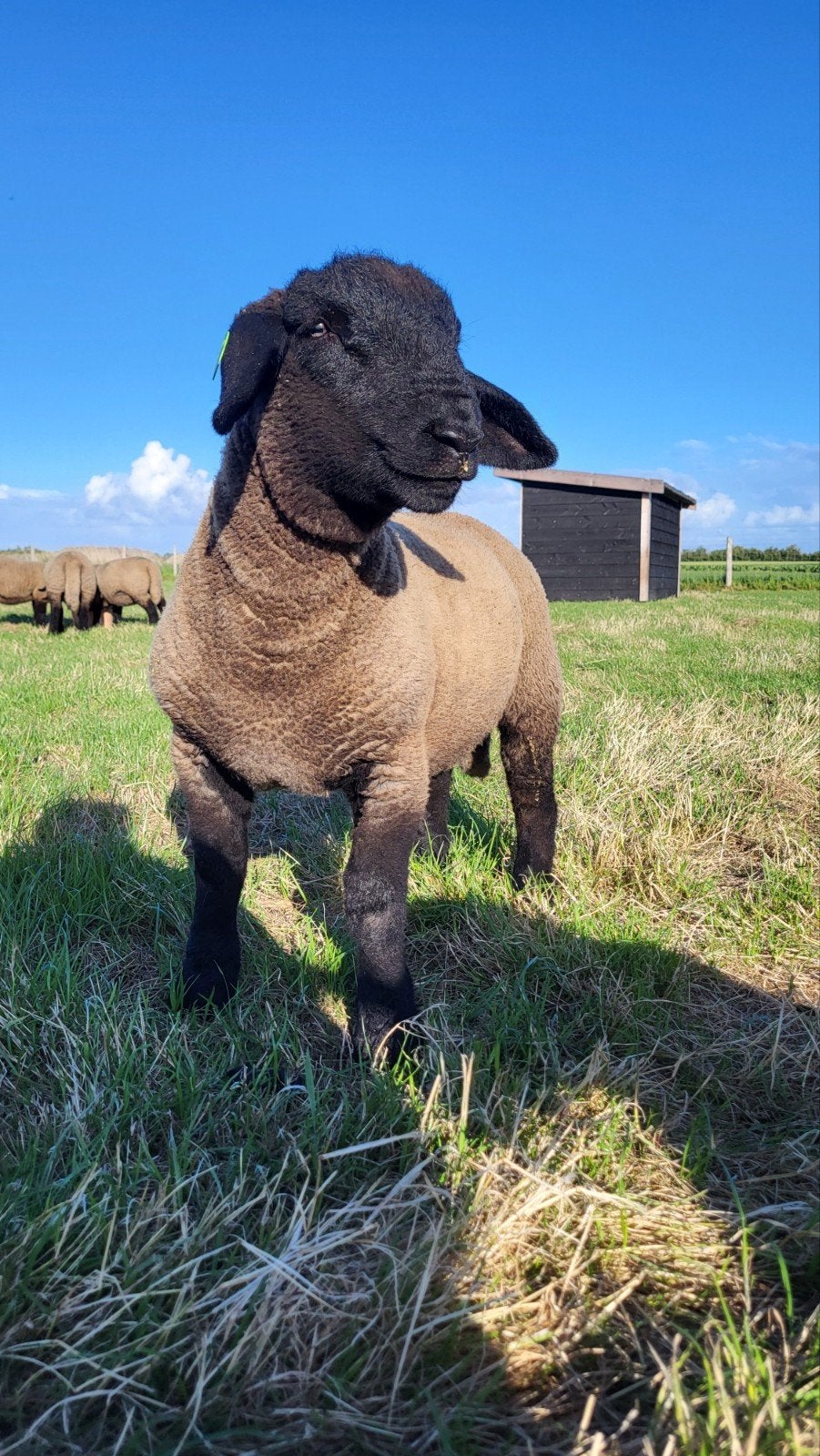 Suffolk stamboek ramlammeren, Meerdere dieren, Geit