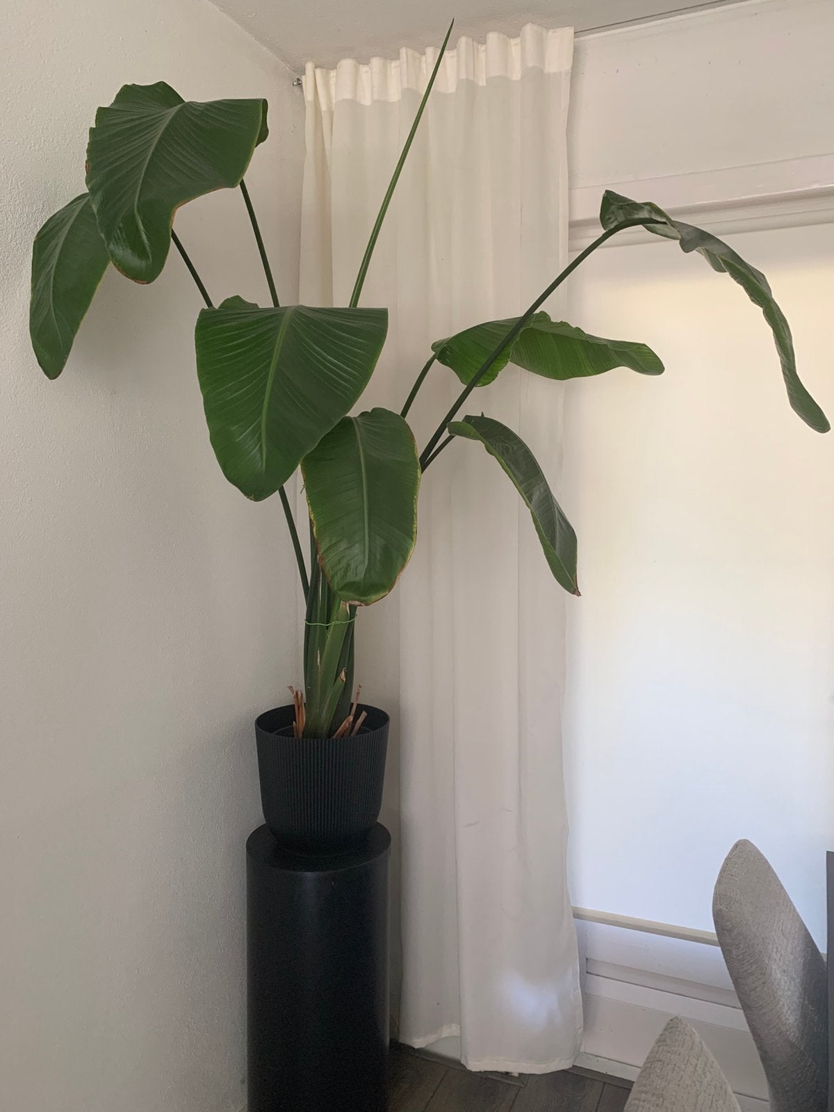 Strelitzia, Huis en Inrichting, Kamerplanten, Ophalen, Halfschaduw, 150 tot 200 cm