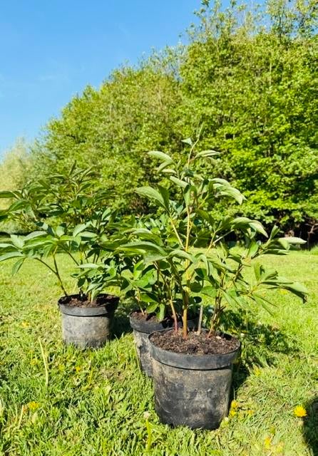 Pioenrozen in pot - Prachtige vaste planten, Tuin en Terras, Planten | Tuinplanten, Volle zon, Vaste plant, Lente, Ophalen