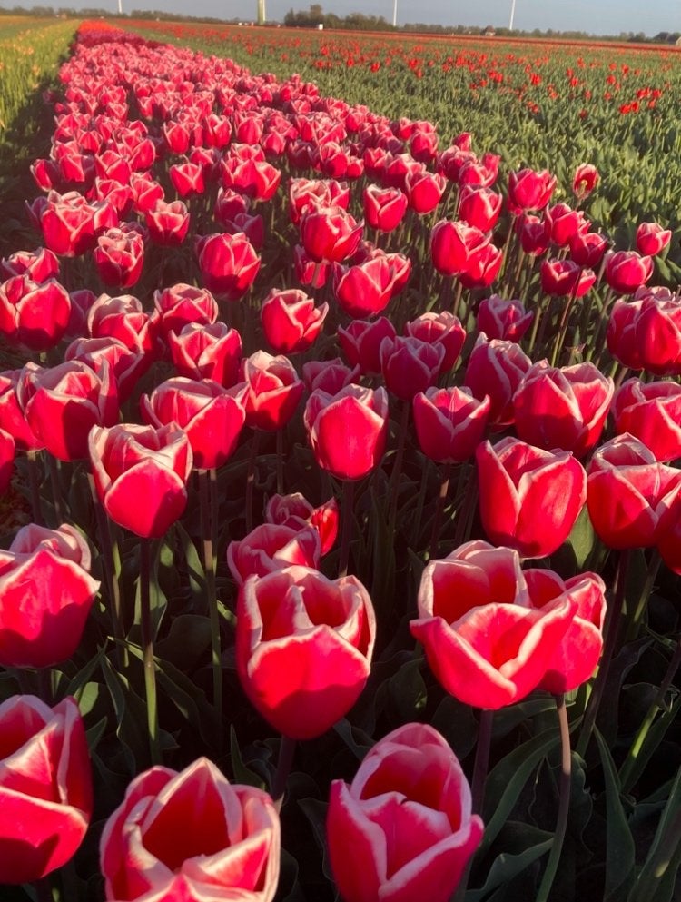 Bloembollen speciaal soort!!, Ophalen of Verzenden, Najaar, Halfschaduw, Bloembol