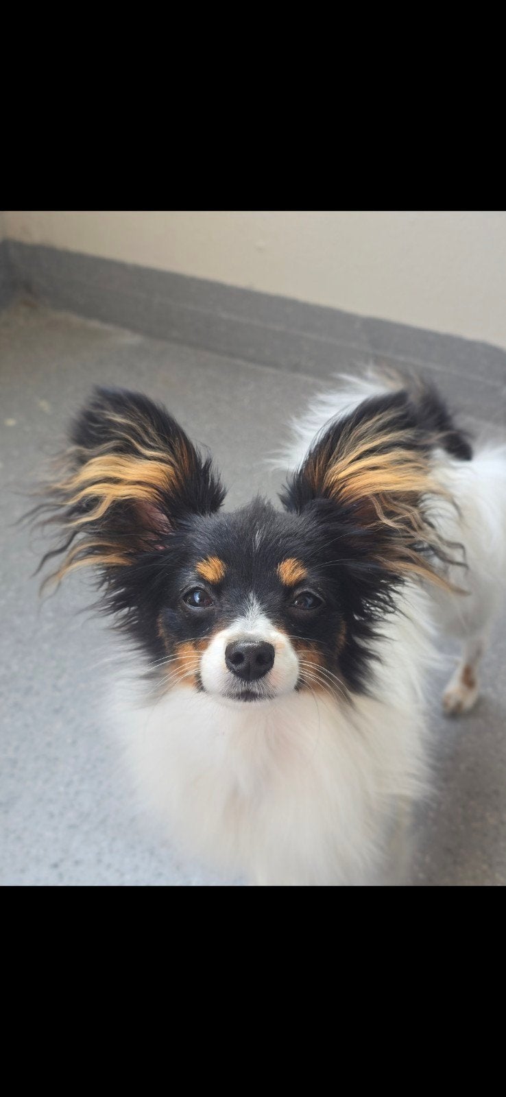 vlinderhondje reu 1.5 jaar, Reu, 1 tot 2 jaar, Eén hond, Nederland