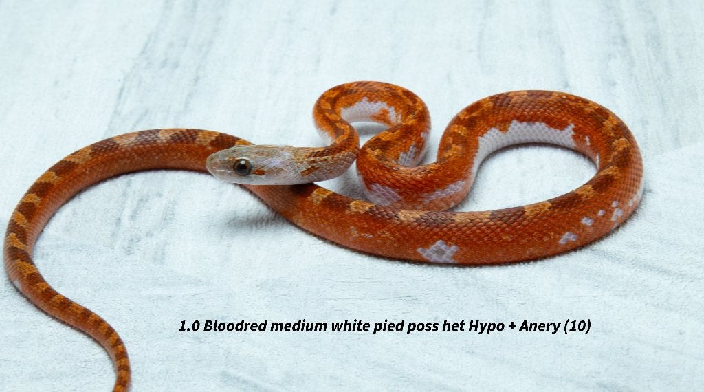 Top kwaliteit NK2026 Piedsided rattenslangen. Rat Snake photo 7