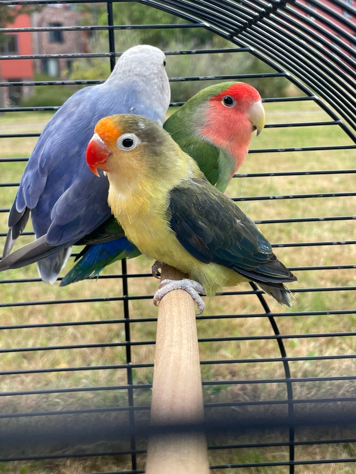 Agapornis Dwergpapegaa Diverse Kleuren Eventueel met kooi, Meerdere dieren, Dwergpapegaai of Agapornis, Geringd