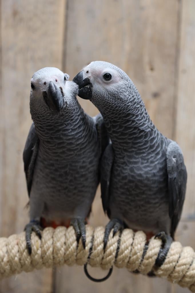 Jonge Grijzeroodstaart Papegaai | Getest | Handtam, Dieren en Toebehoren, Vogels | Parkieten en Papegaaien, Meerdere dieren, Papegaai