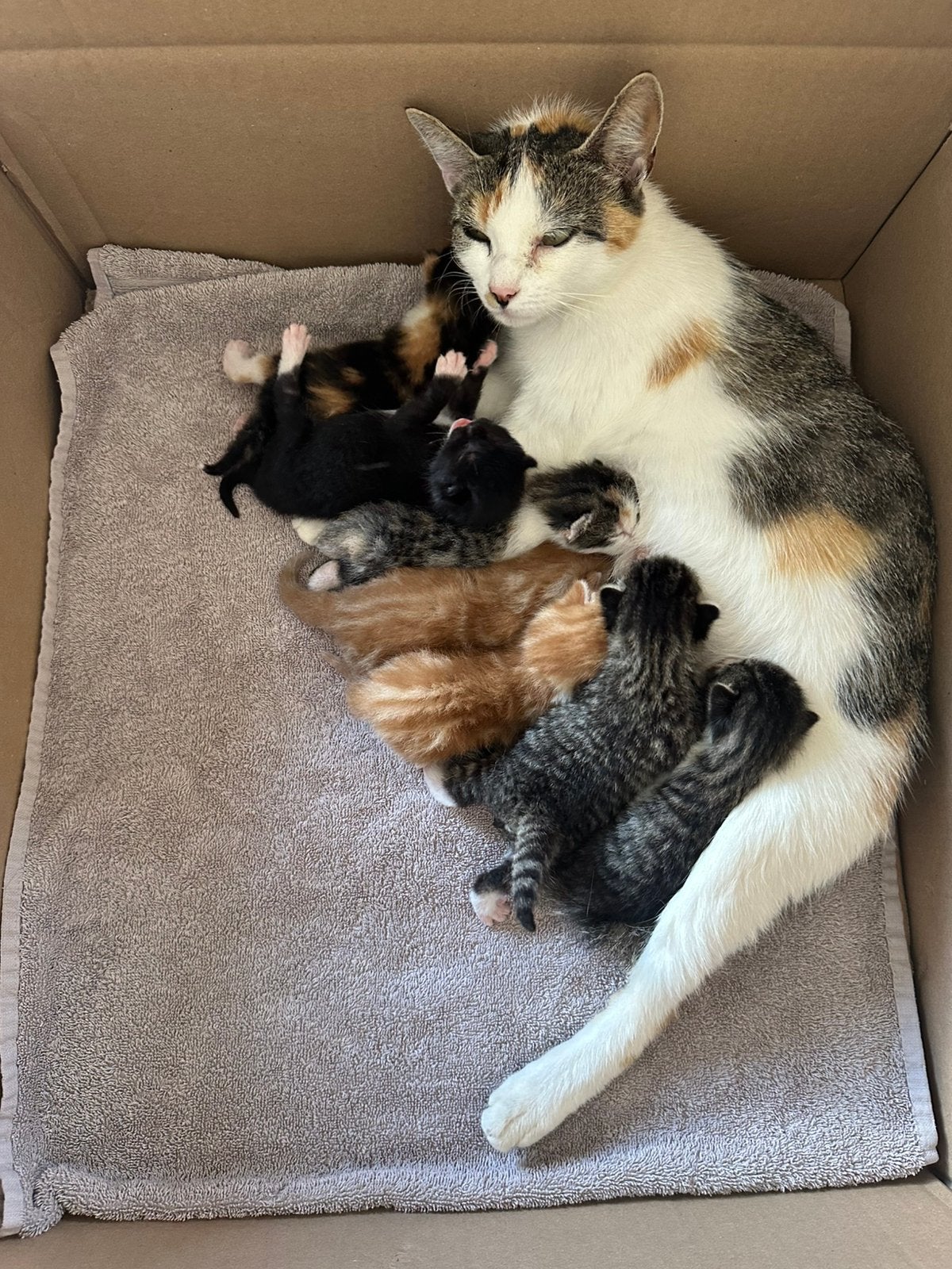Super lieve  kittens te koop, Meerdere dieren, 0 tot 2 jaar