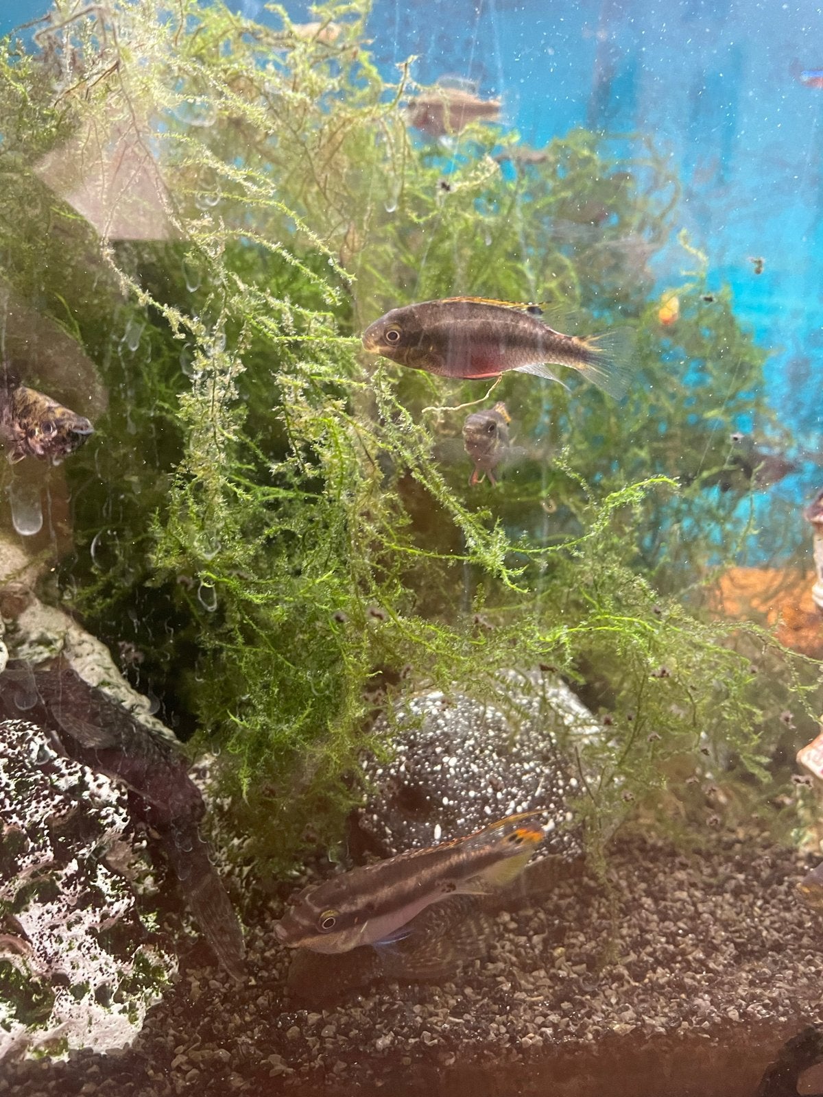 Kersenbuikjes aquarium vis, Dieren en Toebehoren