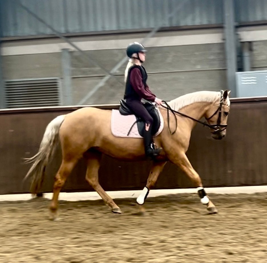 Schitterende 4 jarige palomino E- pony, Dieren en Toebehoren, Dressuurpony, Zadelmak, 3 tot 6 jaar, Ingeënt