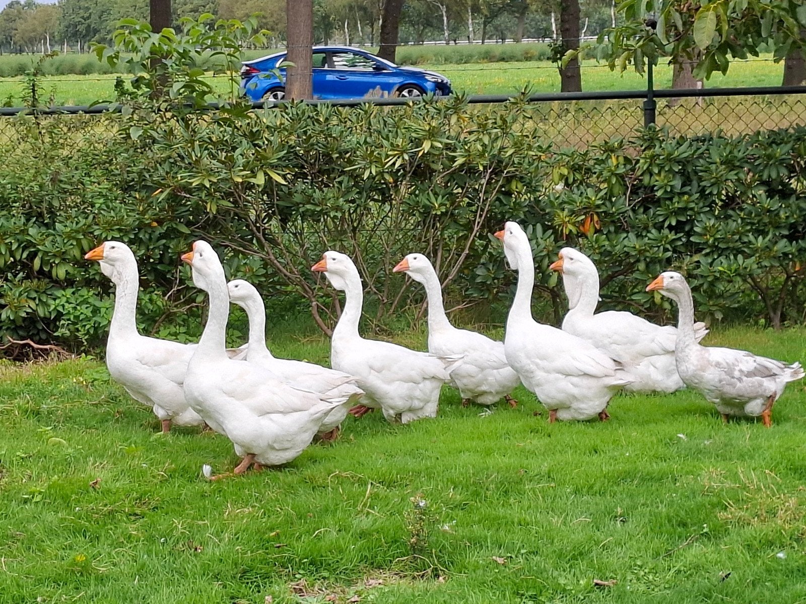 Cholmogory ganzen, Dieren en Toebehoren, Meerdere dieren, Gans of Zwaan