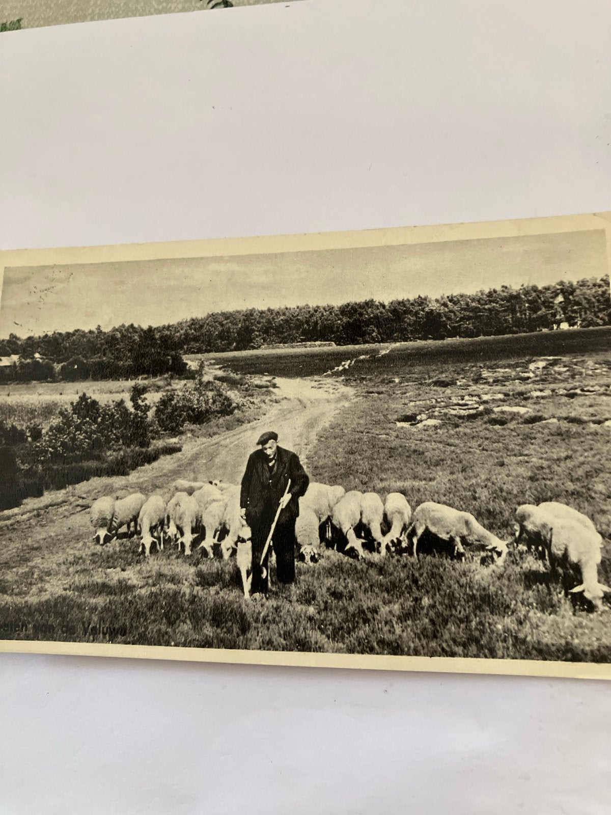 Oude zwart-wit ansichtkaart herder met schapen, Ophalen of Verzenden, Voor 1920, Gelopen