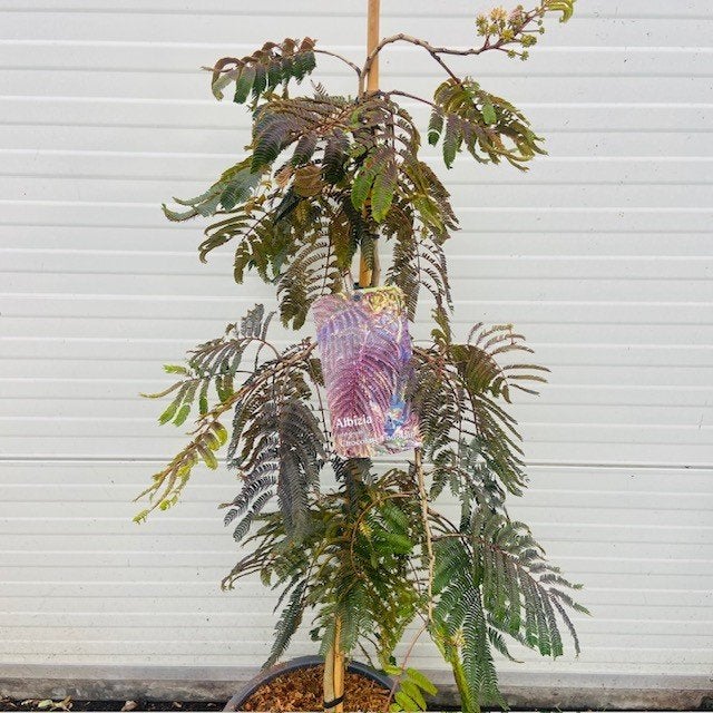 Perzische Slaapboom of Albizia, Tuin en Terras, Planten | Bomen, Ophalen of Verzenden, Zomer, In pot, 100 tot 250 cm