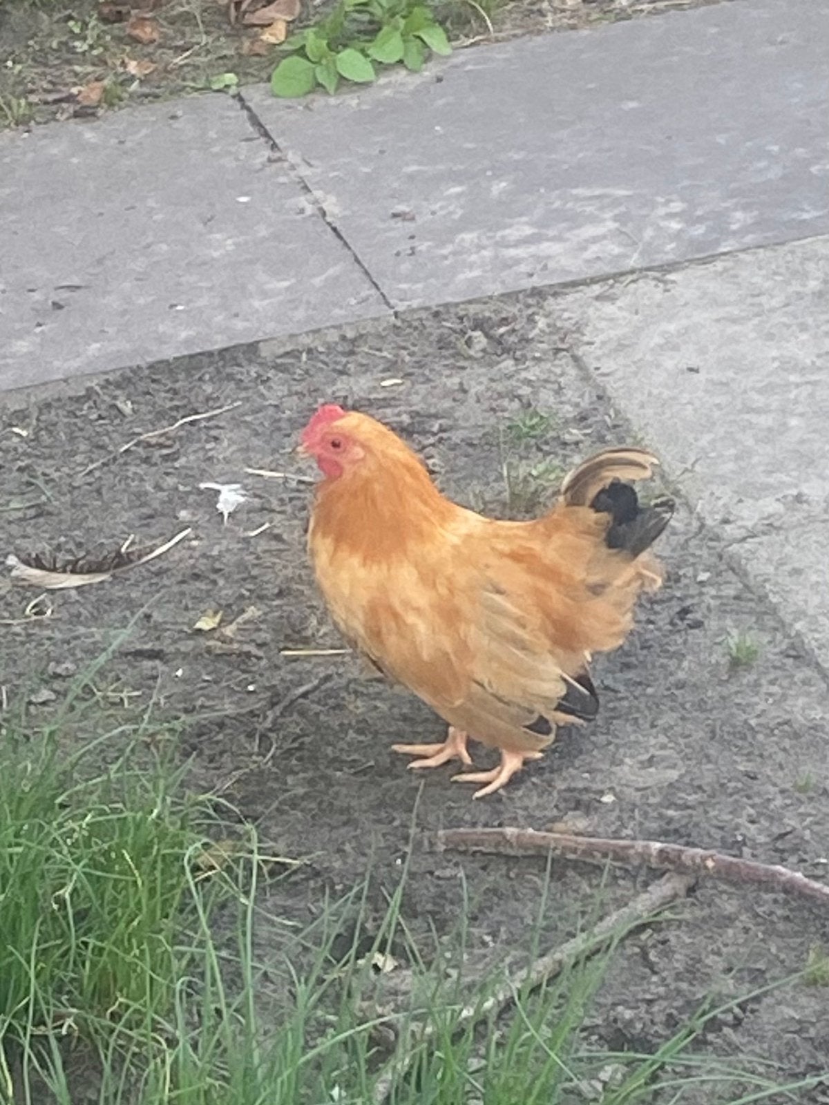 Chabo haantje, Dieren en Toebehoren, Pluimvee, Mannelijk, Kip