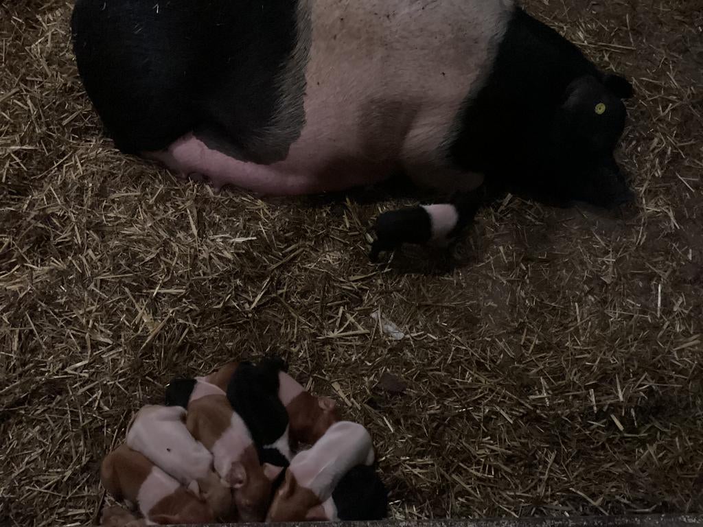 Drachtige husumer en bonte bentheimer zeugen te koop, Dieren en Toebehoren, Vrouwelijk, Varken, 0 tot 2 jaar
