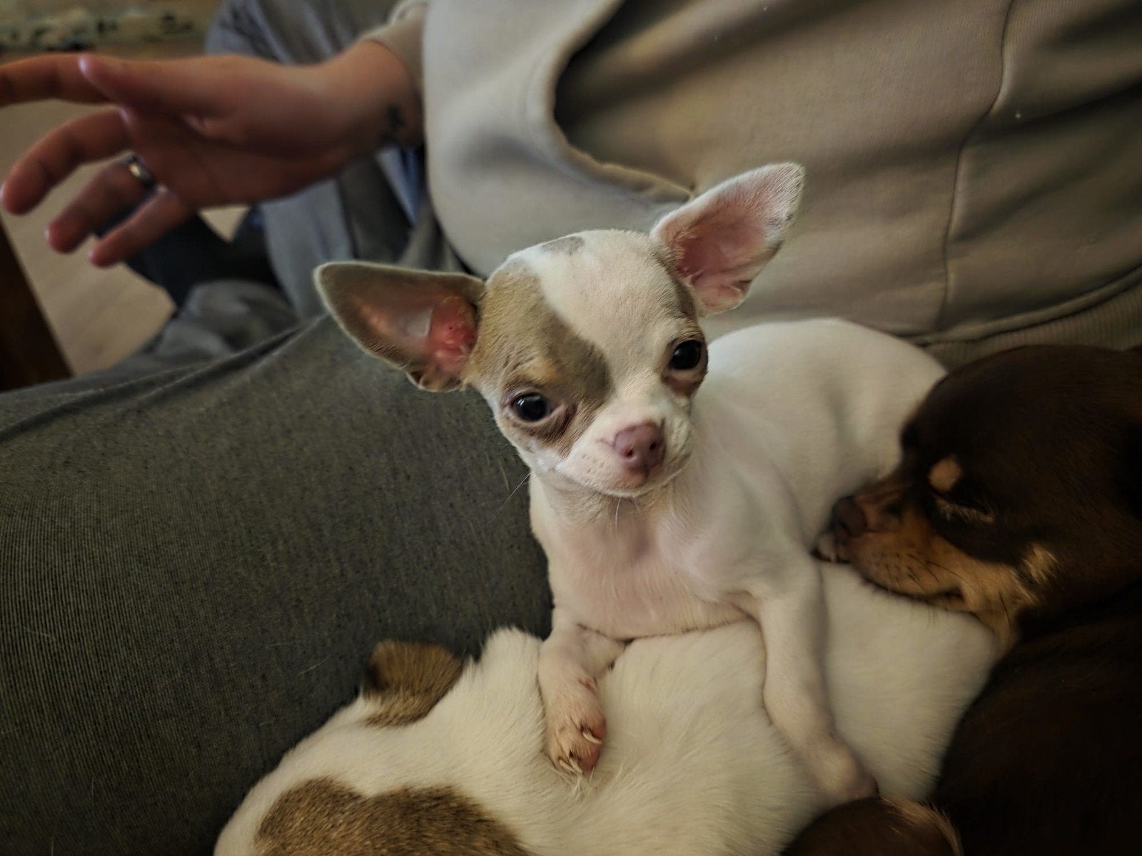 2 Pachtige chihuaha pups mogen hun nestje verlaten!, 8 tot 15 weken, Parvo, Meerdere, Meerdere dieren