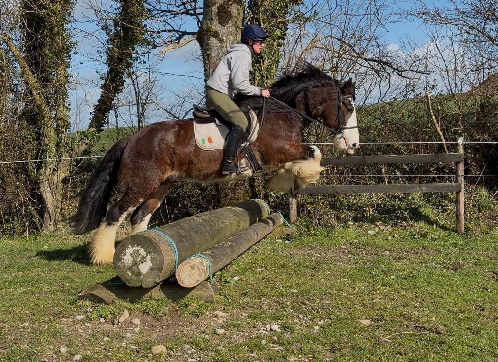 Tinkers en Drumhorses, jong en volwassen ook gereden, Dieren en Toebehoren, Paarden, Minder dan 160 cm, Niet van toepassing, 3 tot 6 jaar