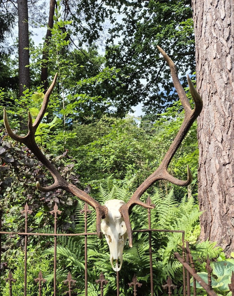 Prachtig Zwaar Edelhert Gewei Jacht Hut Veluwe Mancave h61, Verzamelen, Dierenverzamelingen, Ophalen, Zo goed als nieuw, Hert