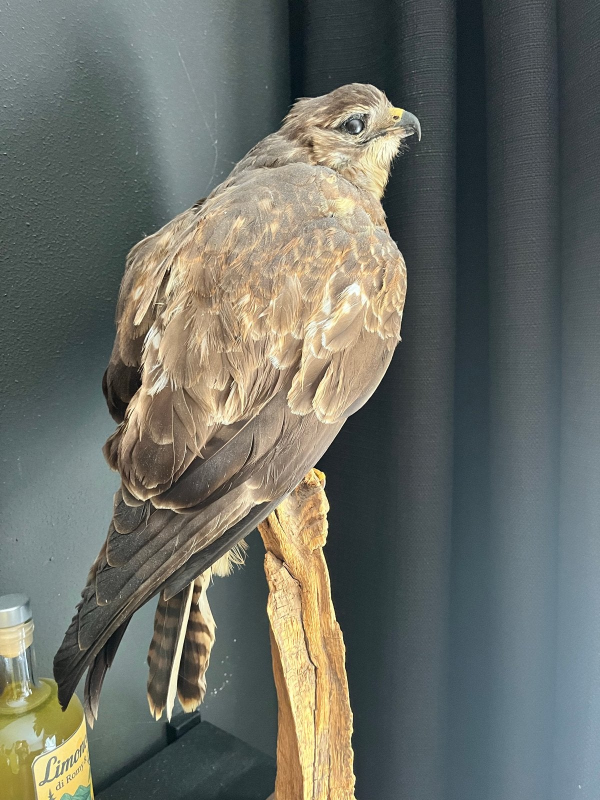 Prachtig opgezette buizerd in uitstekende staat, Ophalen of Verzenden, Zo goed als nieuw, Vogel, Opgezet dier