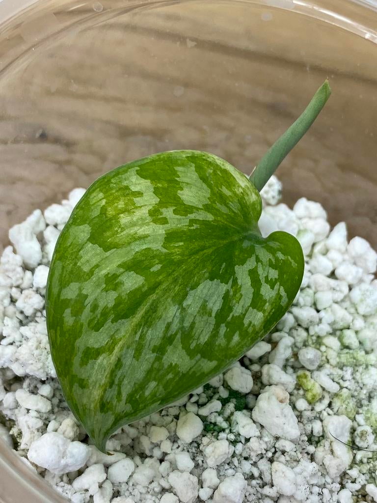 Scindapsus Geulis Variegata #2, Ophalen of Verzenden, Halfschaduw, Minder dan 100 cm