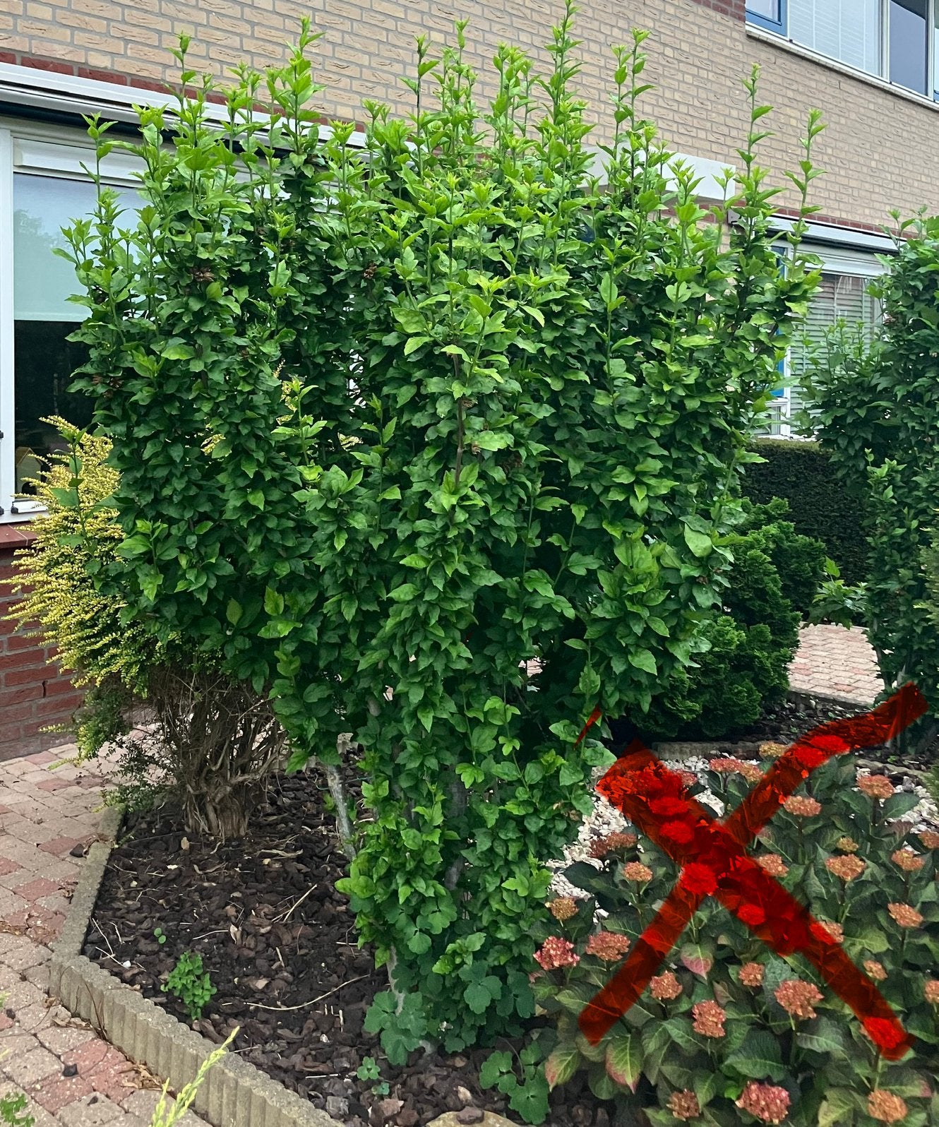 3 gratis struiken!, Tuin en Terras, Planten | Struiken en Hagen, Ophalen, Overige soorten, Minder dan 100 cm