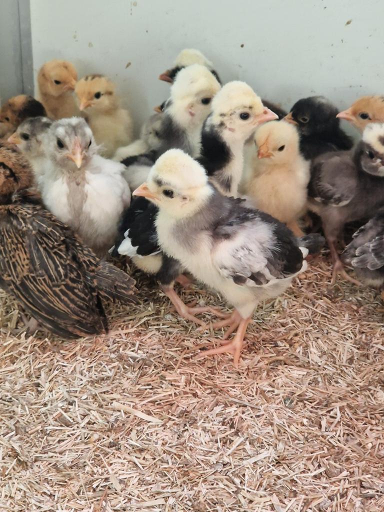 Kuifhoen kuikens, Dieren en Toebehoren, Geslacht onbekend, Kip