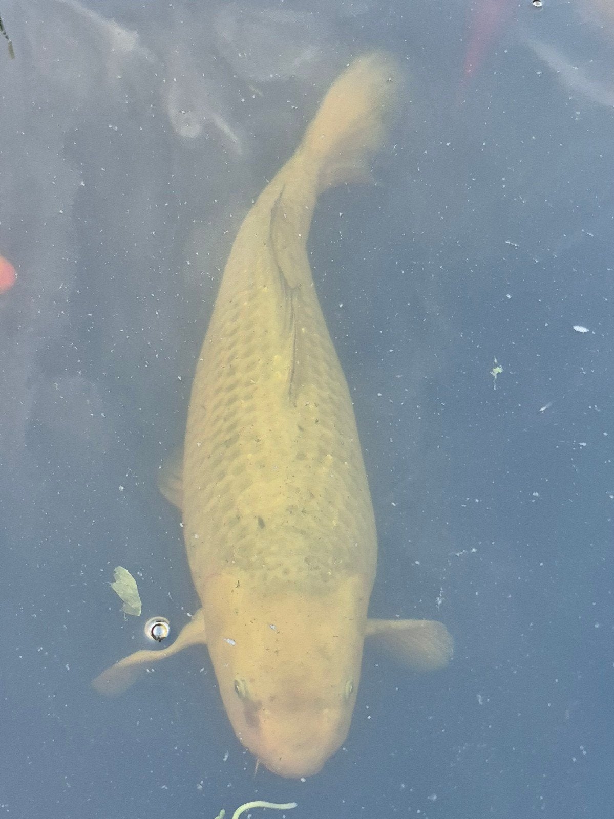 zilveren koi ca 70 cm, Karper of Koi