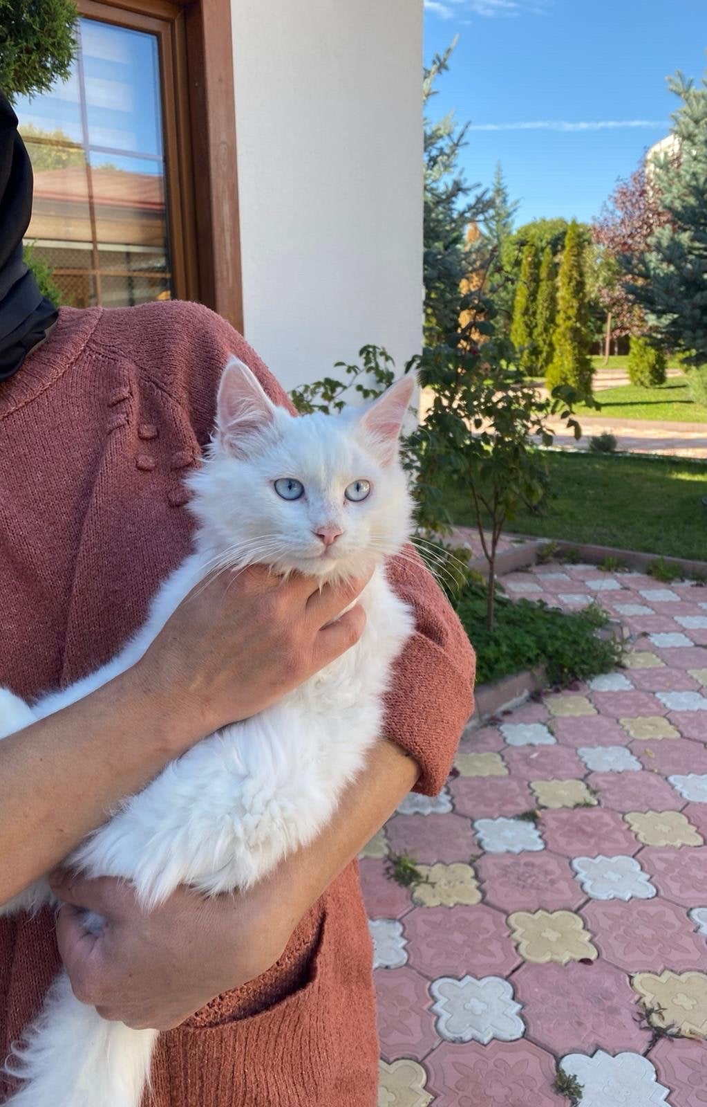 Prachtige witte Turkse Angora kater te koop, Dieren en Toebehoren, Kater, Gechipt, 0 tot 2 jaar