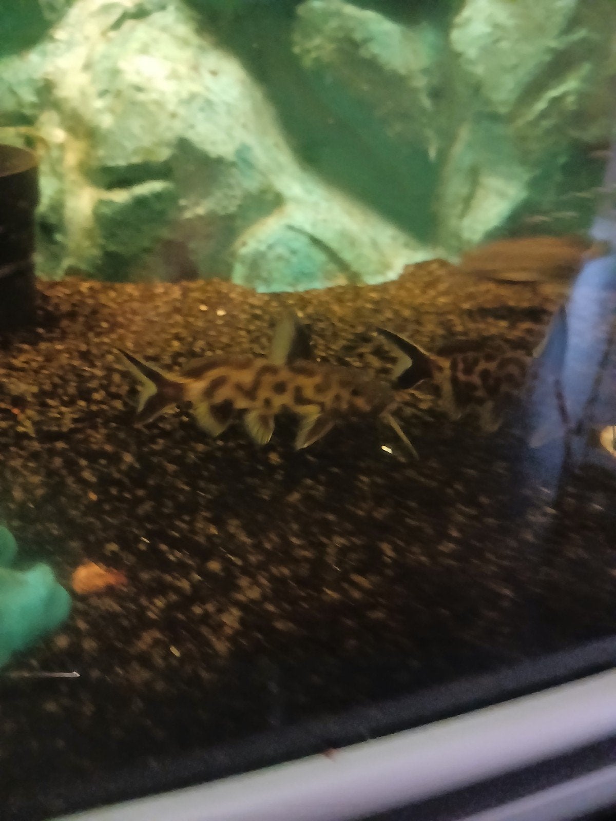 5 Synodontis polli "White Zambia"  ca 10 cm groot, Dieren en Toebehoren, Vis