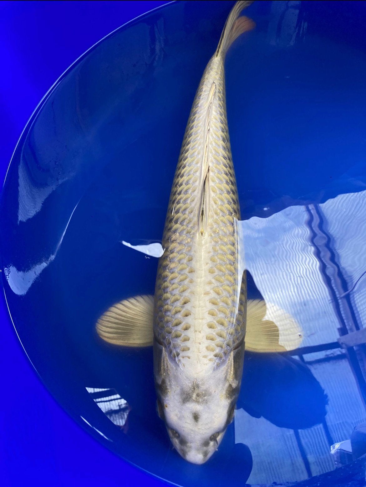 Japanse Koi diverse maten en kleuren! vanaf 1cm tot 65cm +-, Dieren en Toebehoren, Vissen | Vijvervissen, Karper of Koi