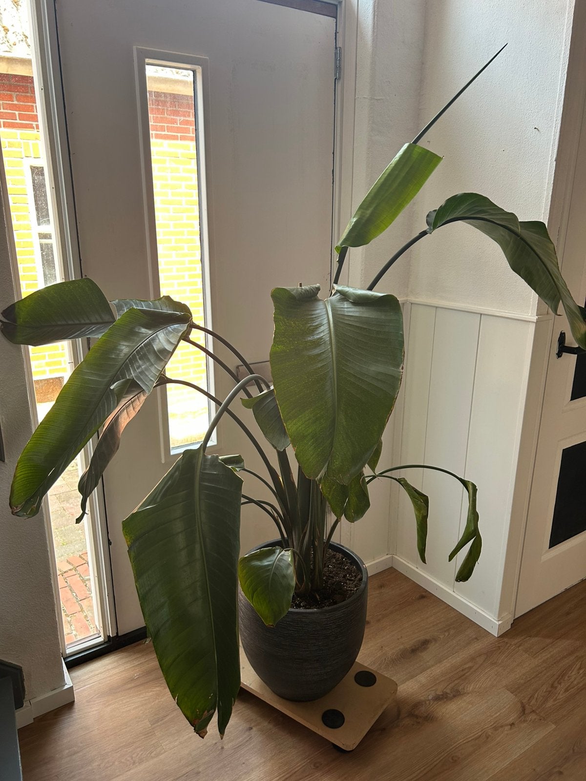 Strelitzia plant gratis af te halen inclusief pot, Huis en Inrichting, Kamerplanten, Ophalen, Halfschaduw