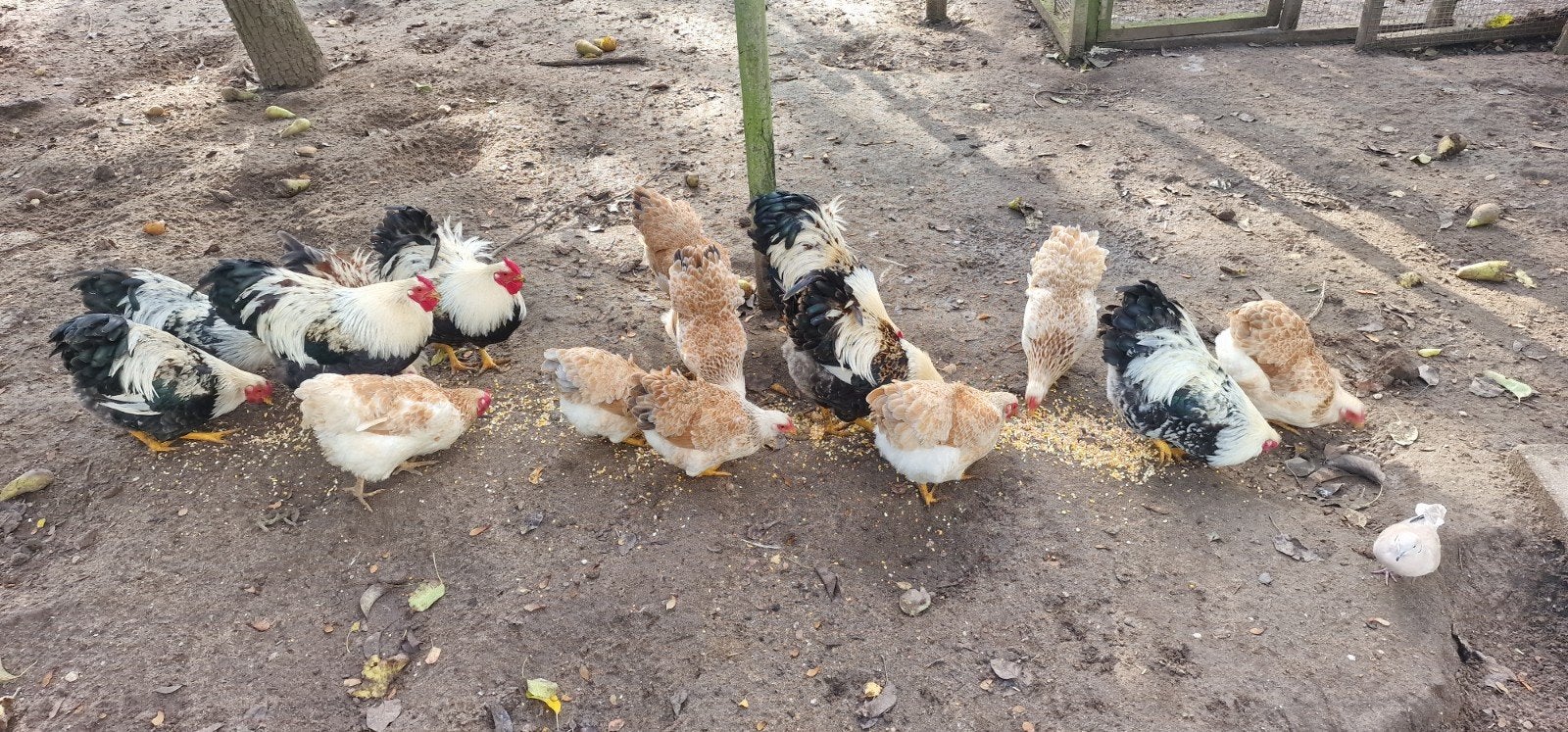 Jonge Wyandotte krielen zalmkleurig en kruising legkip, Dieren en Toebehoren, Meerdere dieren, Kip