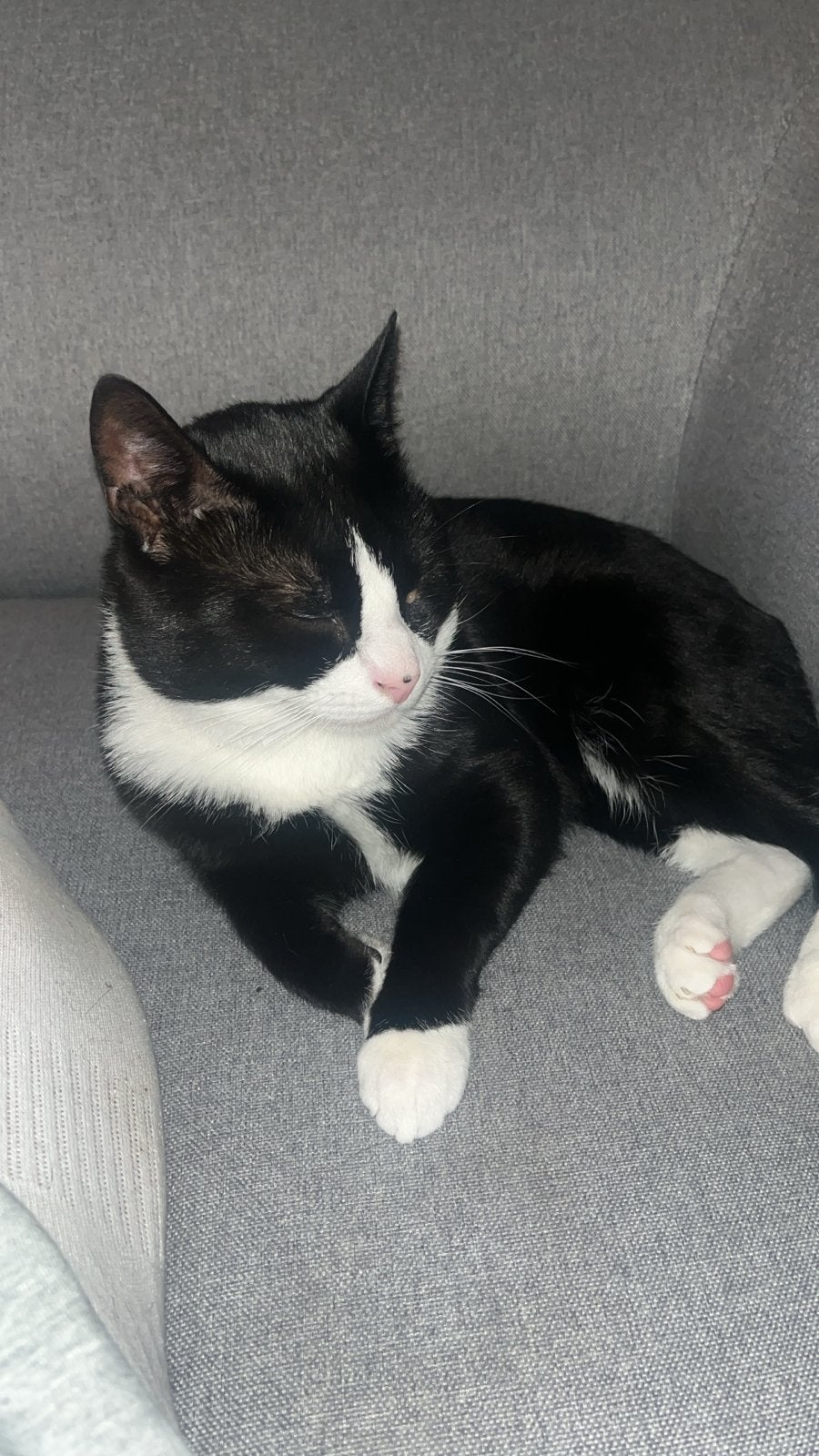 Kat heeft huis nodig met spoed, Kater, Kortharig, 0 tot 2 jaar
