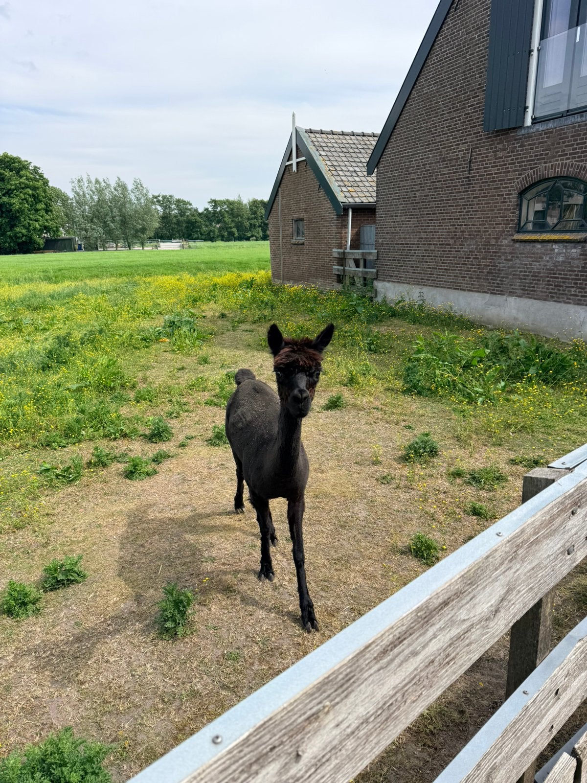 Vier Alpaca merries, Dieren en Toebehoren, Overige Dieren, Januari, Vrouwelijk