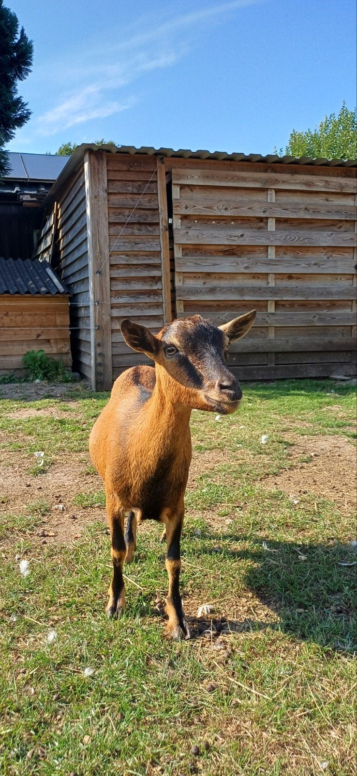 Dwerggeitje, Dieren en Toebehoren, Schapen, Geiten en Varkens, Vrouwelijk, Geit, 0 tot 2 jaar