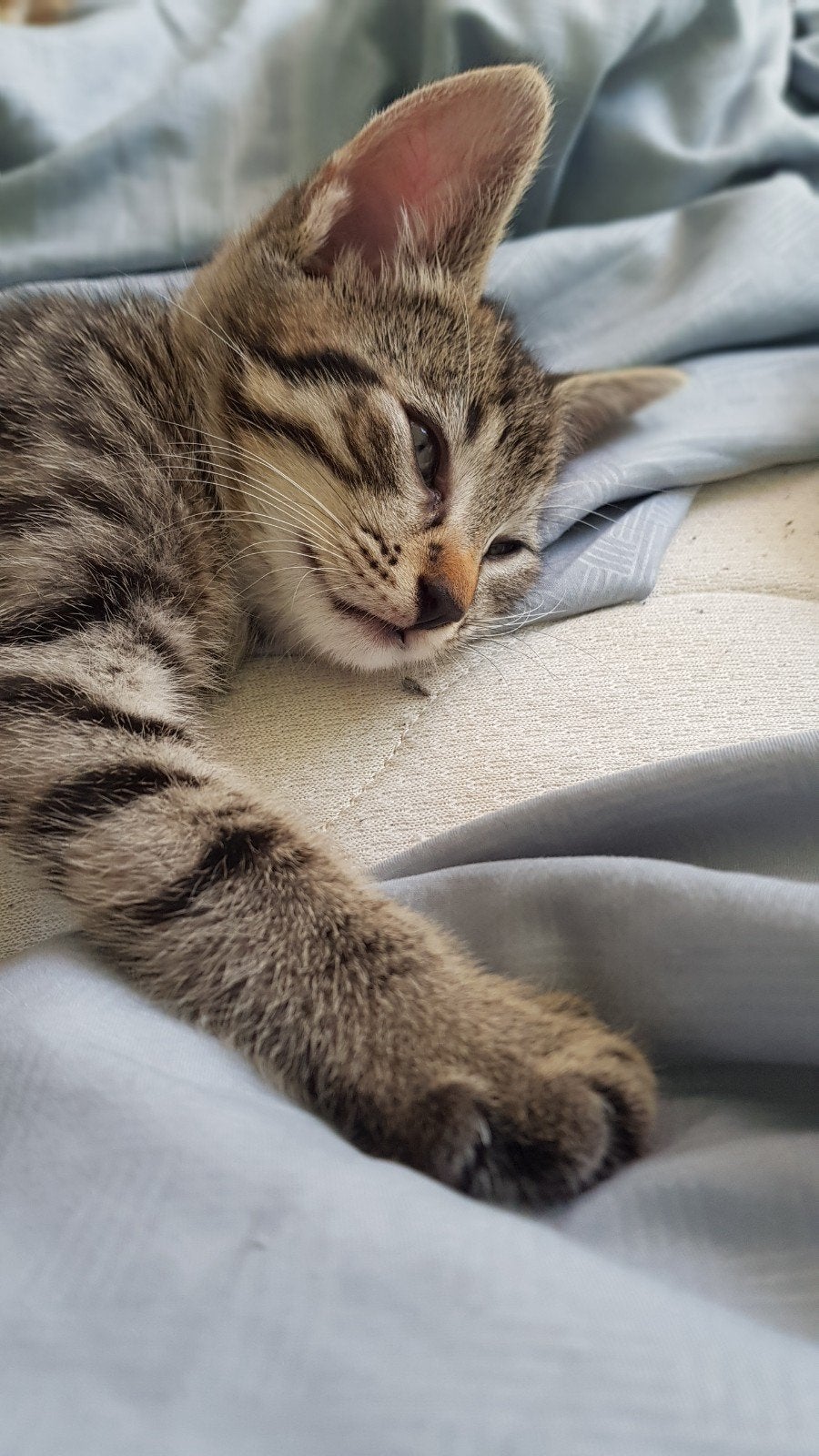 Kitten Supper lieve kater grijs zwart gestreept, Dieren en Toebehoren, Katten en Kittens | Overige Katten, Kater, 0 tot 2 jaar