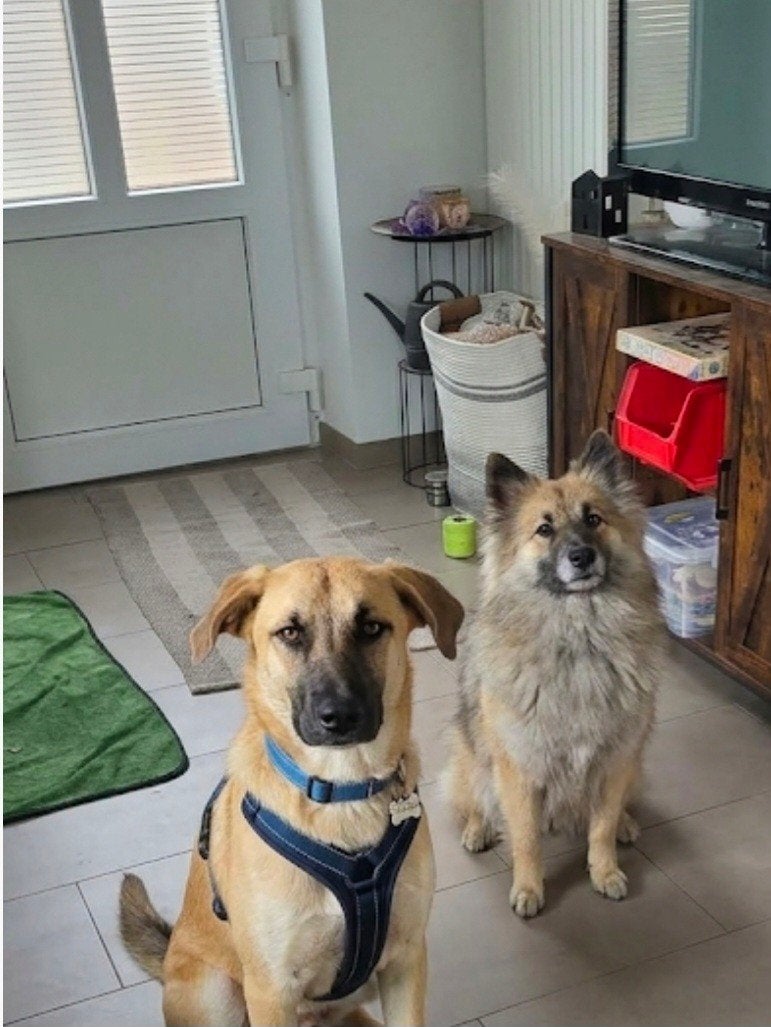middelmaat teef Honey zoekt thuis, herplaatser( Honey), Particulier, 15 weken tot 1 jaar, Buitenland, Teef