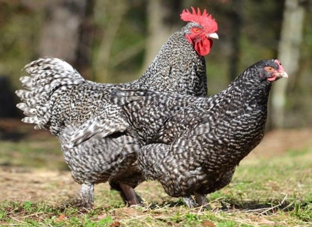 Kip Gezocht Mechelse koekoek kip, Dieren en Toebehoren, Meerdere dieren, Kip