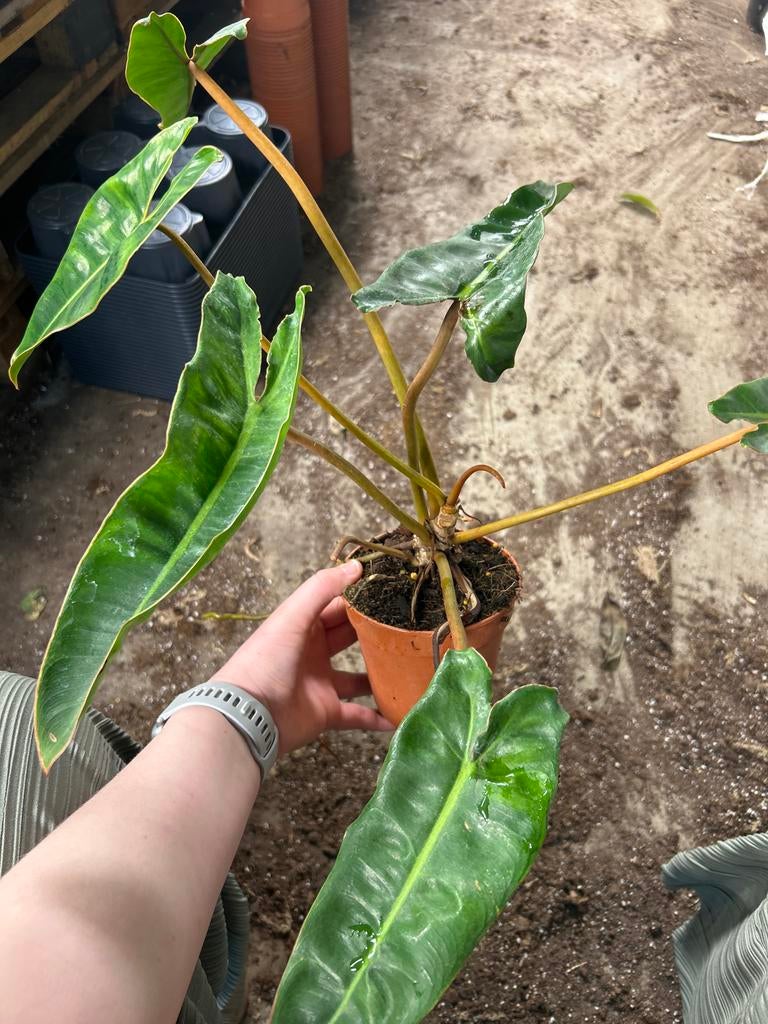Philodendron Billietiae - Zeldzame Kamerplant in 12cm Pot, Huis en Inrichting, Kamerplanten, Overige soorten, In pot, Minder dan 100 cm