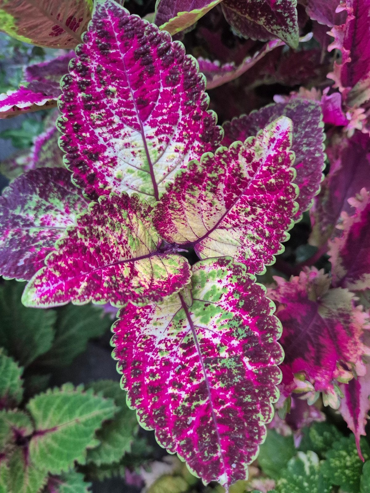 coleus stekjes, Ophalen of Verzenden, Halfschaduw, Minder dan 100 cm