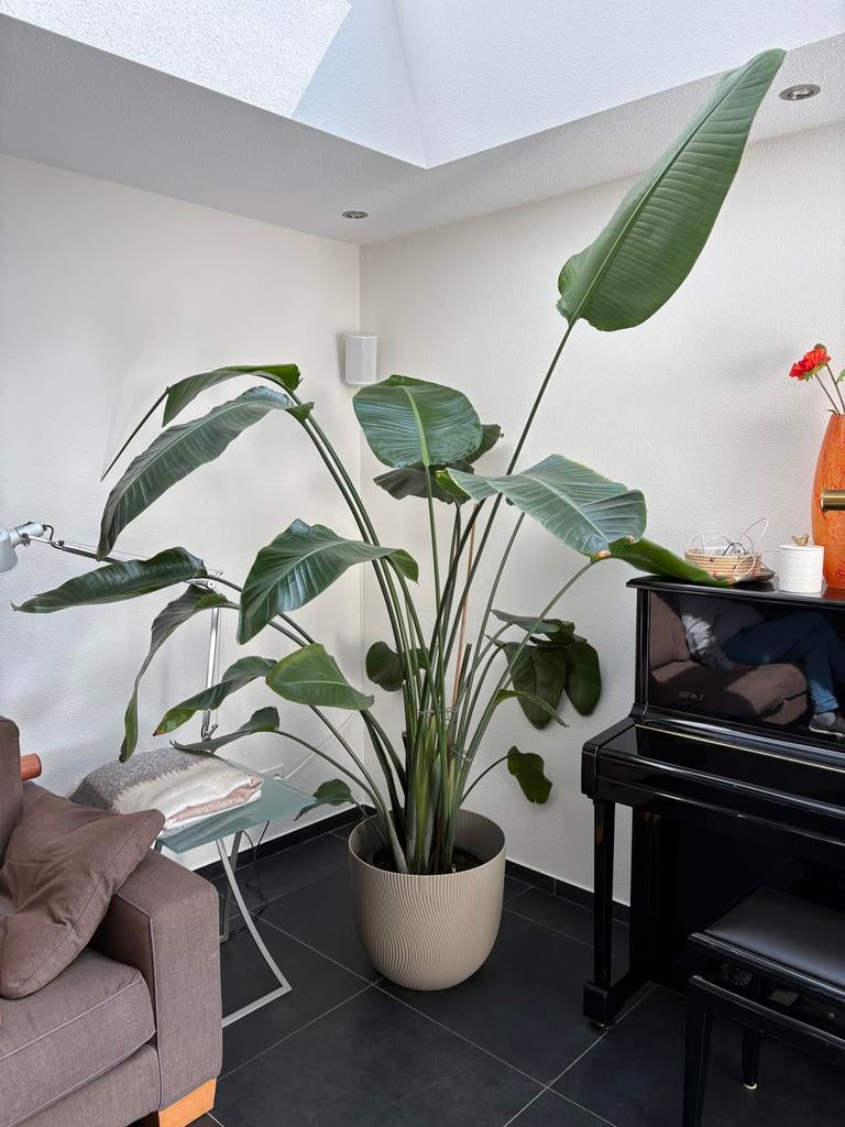 Grote Strelitzia Nicolai (Paradijsvogelplant), Huis en Inrichting, Kamerplanten, 200 cm of meer, Overige soorten, Ophalen of Verzenden
