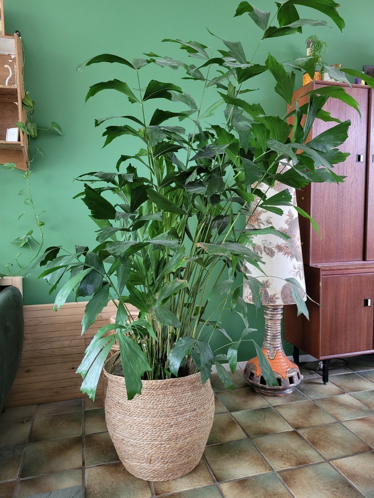 Vinnetjespalm (Caryota Mitis) in rieten pot, Ophalen, Palm, Halfschaduw, In pot