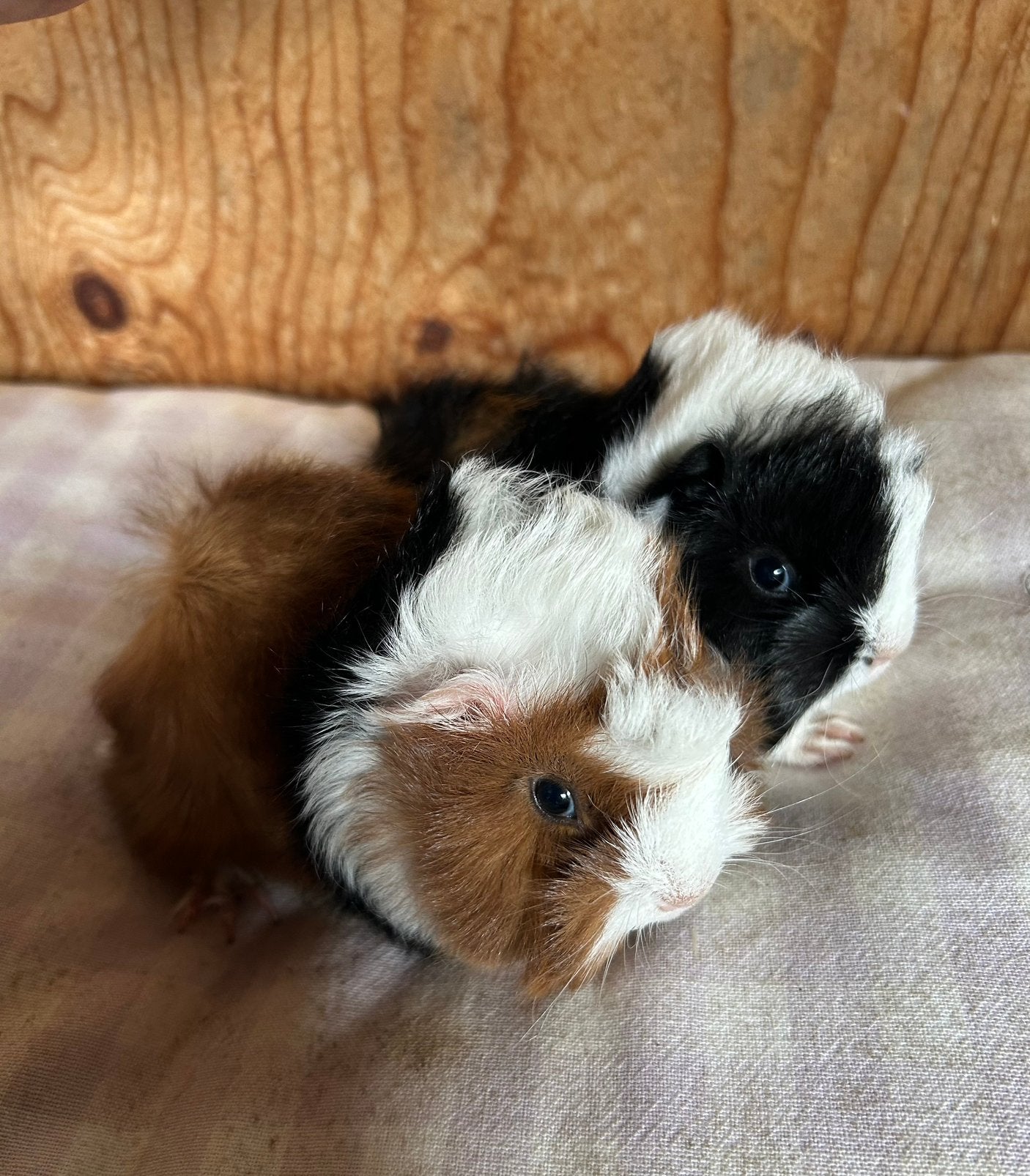 Twee jonge cavia mannetjes (peruvian x borstel), Dieren en Toebehoren, Augustus, Mannelijk, Cavia