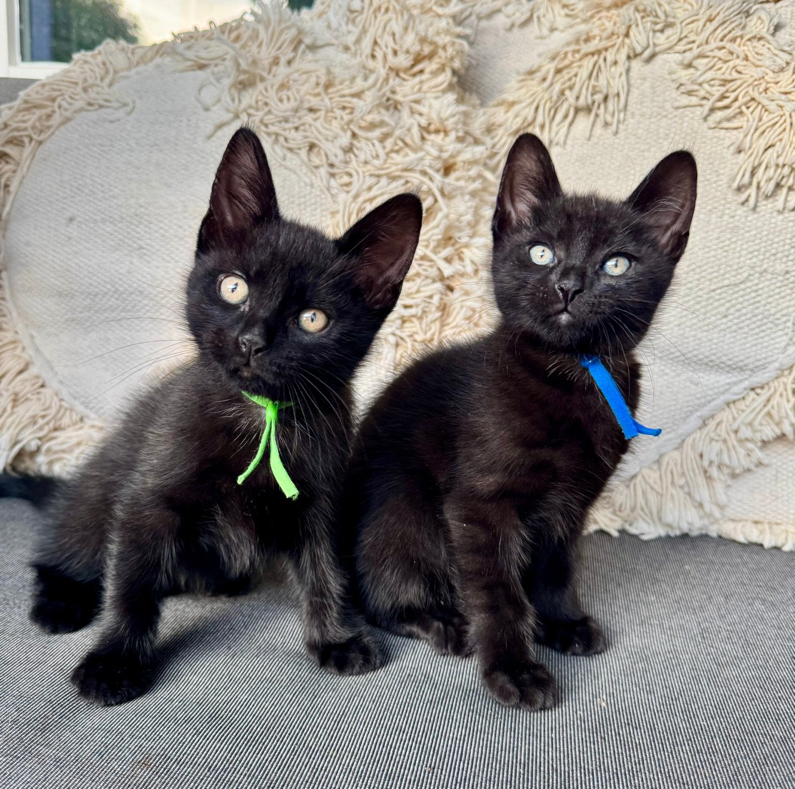 2 lieve zwarte kittens, Kater, Ontwormd