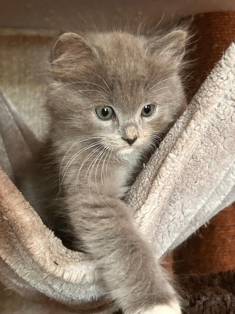 Prachtige raszuivere Ragdoll kittens, Dieren en Toebehoren, Meerdere dieren, Ontwormd, 0 tot 2 jaar