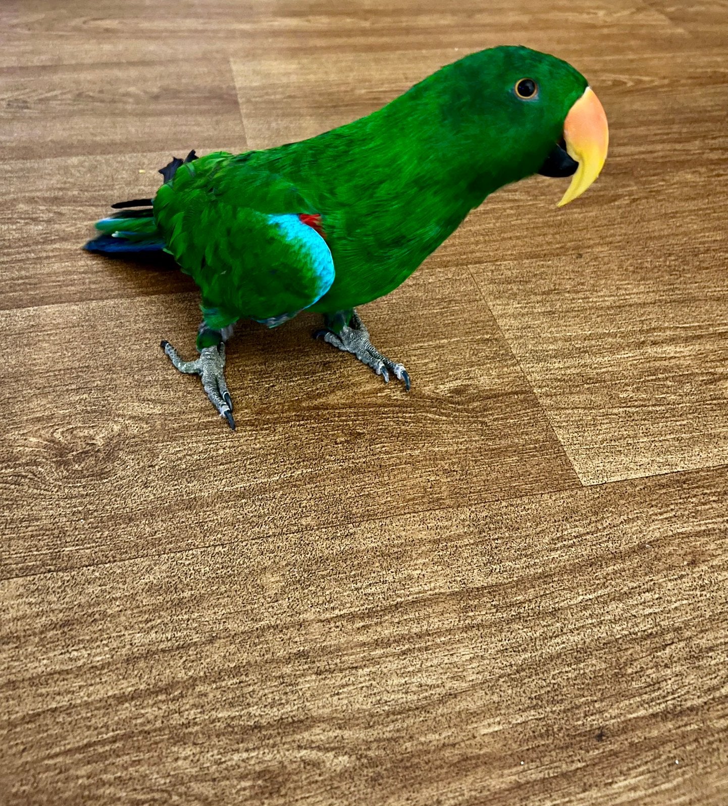 Super tamme Edelpapegaai, Dieren en Toebehoren, Mannelijk, Papegaai, Pratend
