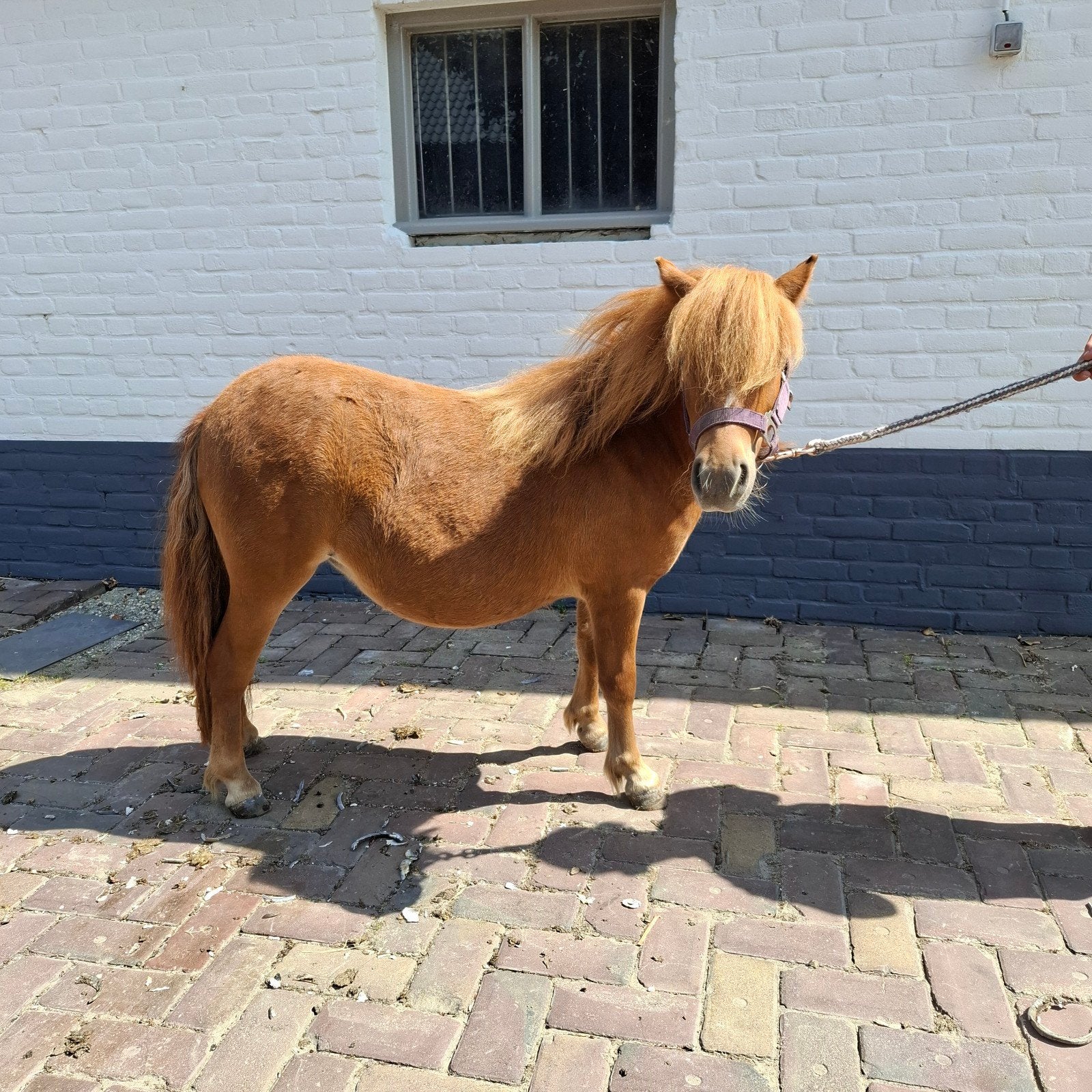 pony's, Dieren en Toebehoren, Merrie, A pony (tot 1.17m), 0 tot 2 jaar