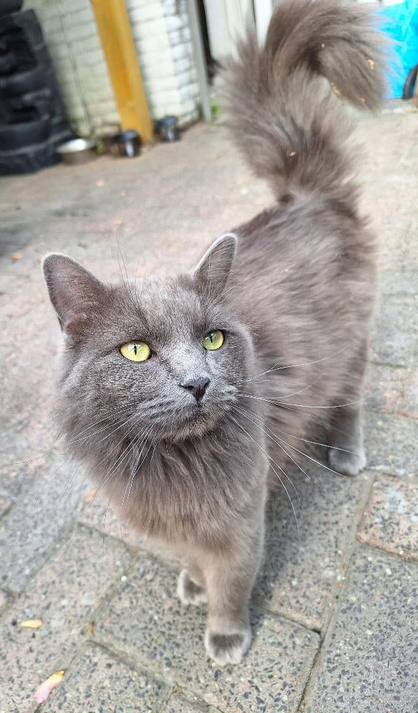 Dekkater blue ragdoll, Dieren en Toebehoren, Katten en Kittens | Dekkaters, 0 tot 2 jaar
