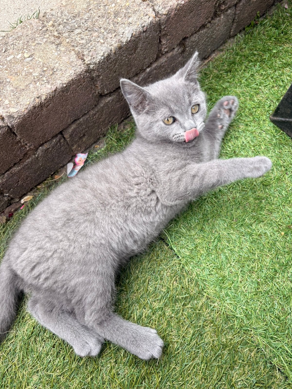 Poes, Poes