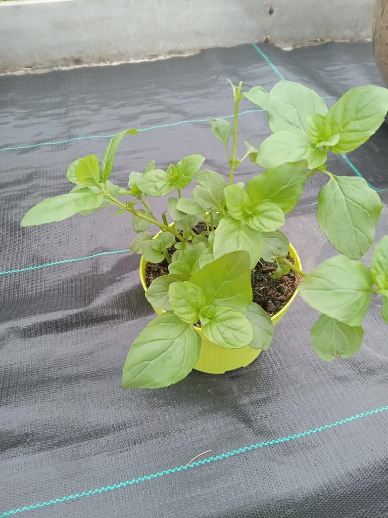 Verse Muntplant in Pot - Ideaal voor Thee en Gerechten, Ophalen of Verzenden, Volle zon