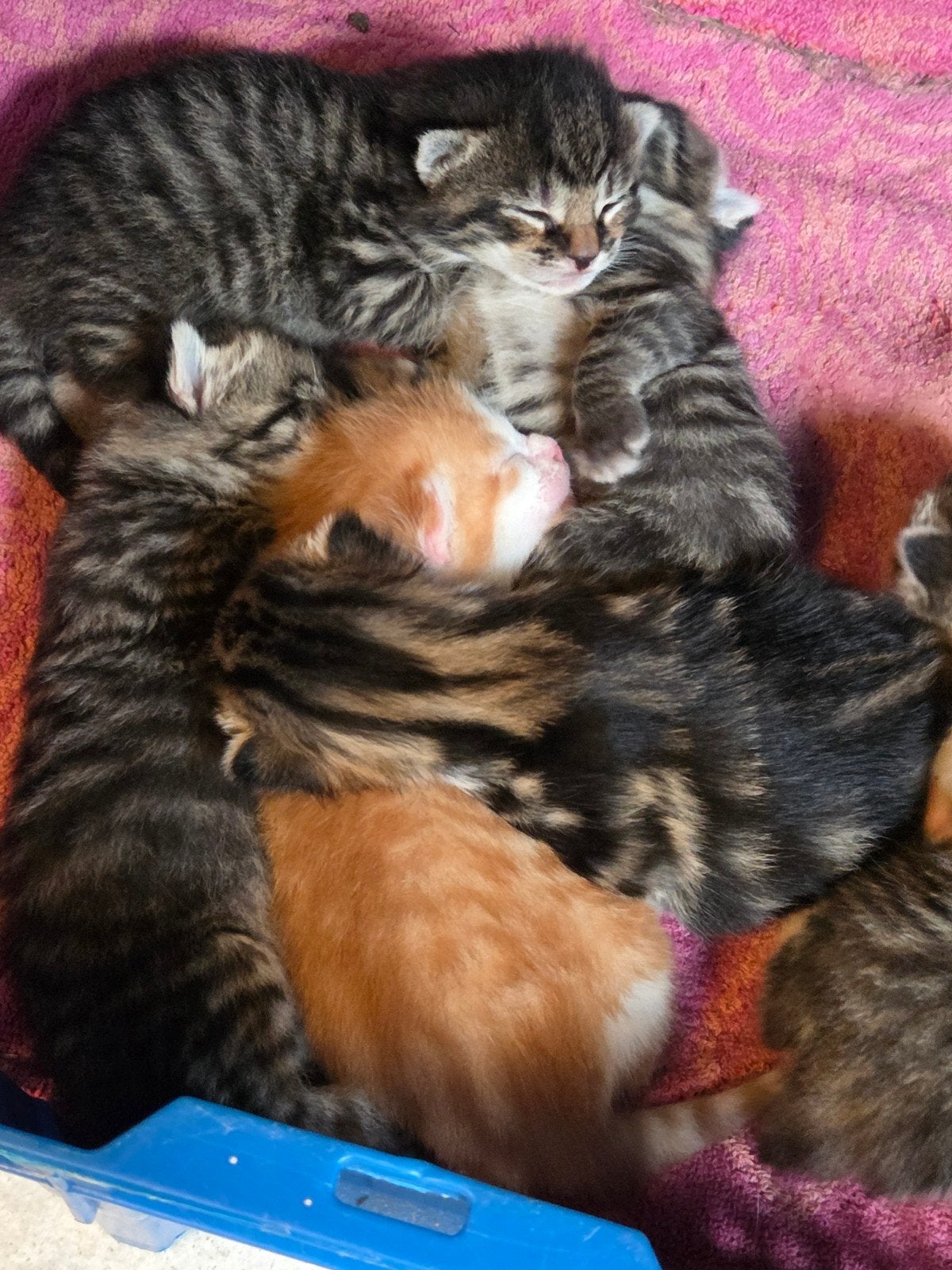 Foto 7 van prachtig nestje geboren
