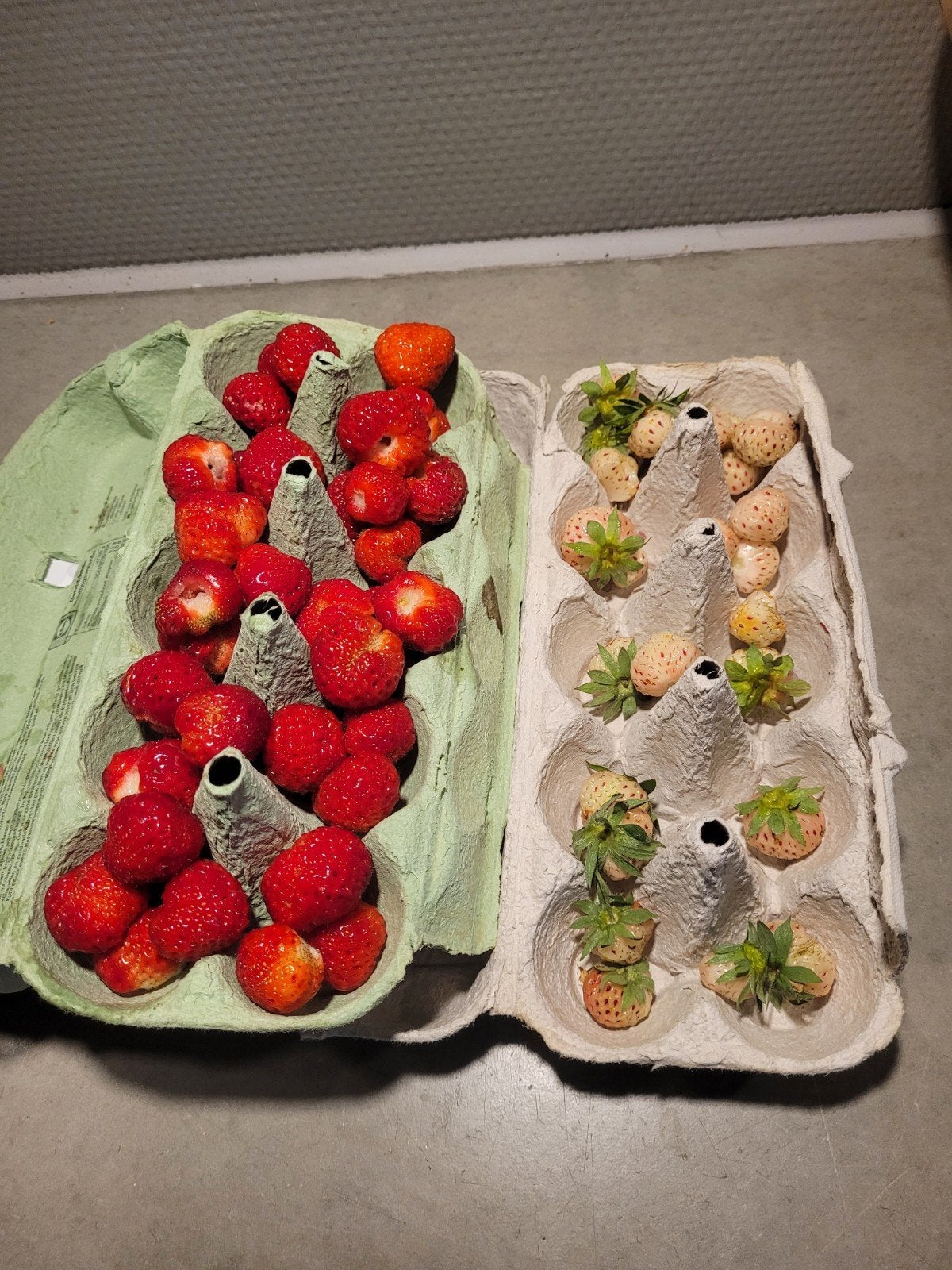 Framboos aardbeiplanten (de lekkerste) biologisch, Tuin en Terras, Planten | Tuinplanten, Ophalen